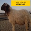 قصاب بالرياض 0534375367 جزار
