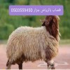 قصاب ماهر بالرياض جزار 0503559450 قصاب ماهر بالرياض جزار 0503559450