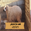 قصاب ذبائح بالرياض 0534375367