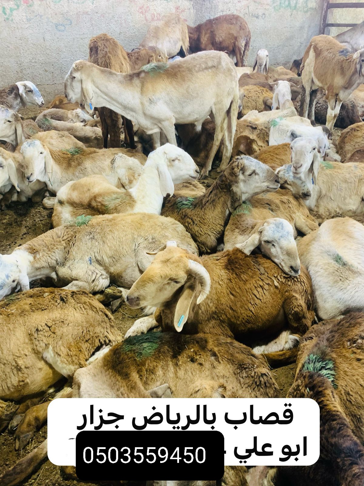 قصاب ماهر بالرياض 0503559450