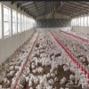 مقاول بناء حظائر الدواجن مقاول بناء حظائر الدواجن