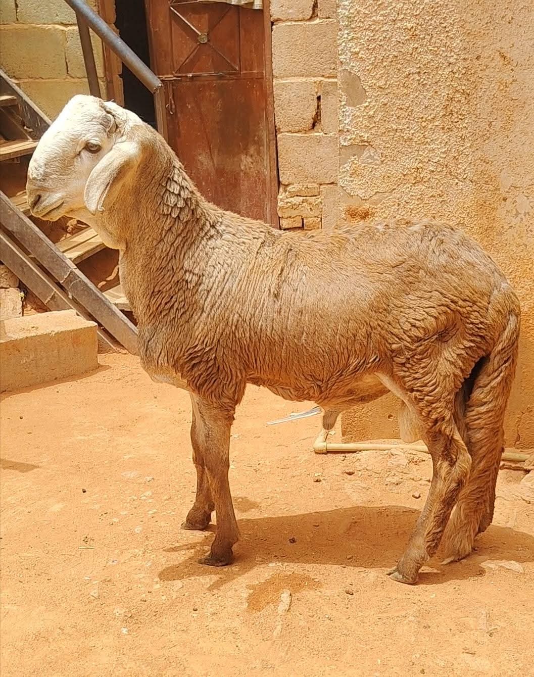 قصاب بالرياض 0534375367