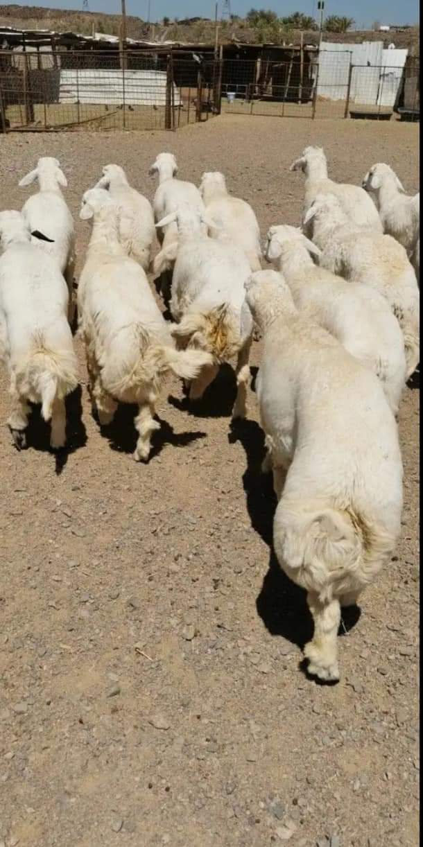 قصابين ذباحين جزارين ماهرين بالرياض 0َ503559450 الأضاحي