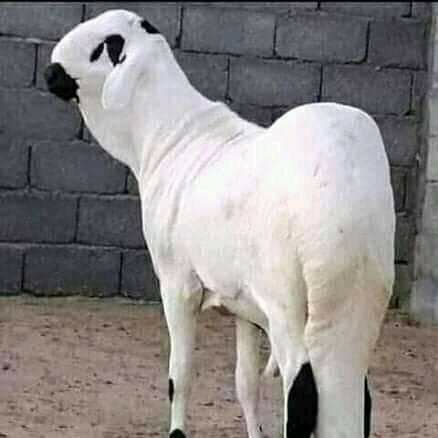 قصاب ماهر سريع داخل حي البديعة 0556418907